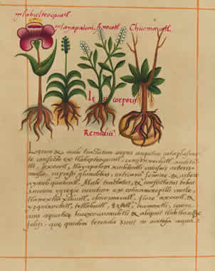 Códice Badianont. Foto: archivoELUNIVERSAL Códice Badianont. Foto: archivoELUNIVERSAL