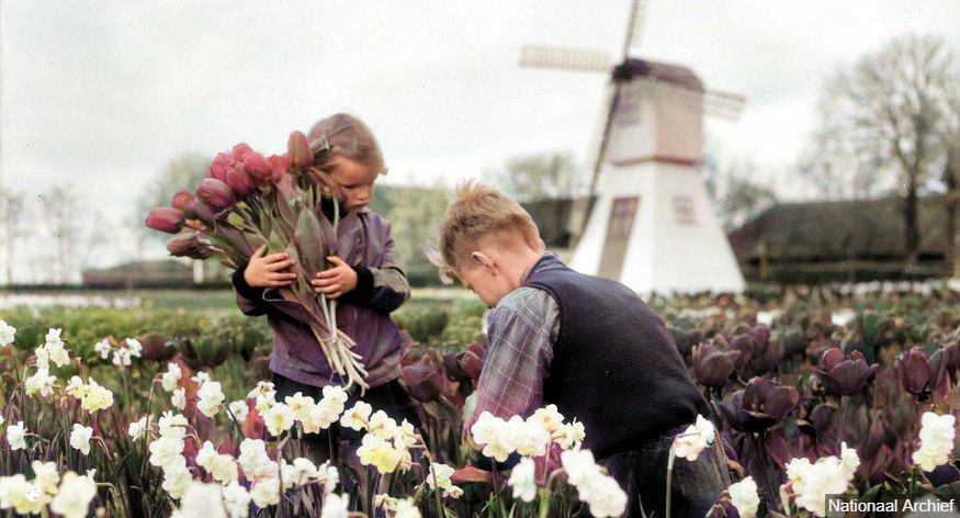 Molinos de viento, Tulipanes y Zuecos de madera: Investigando los Apellidos Holandeses