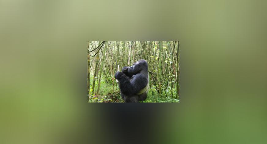 La relación entre los gorilas y los humanos