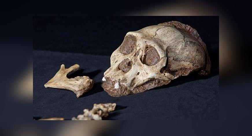 Fósiles entregarían por primera vez, ADN de nuestros ancestros más antiguos